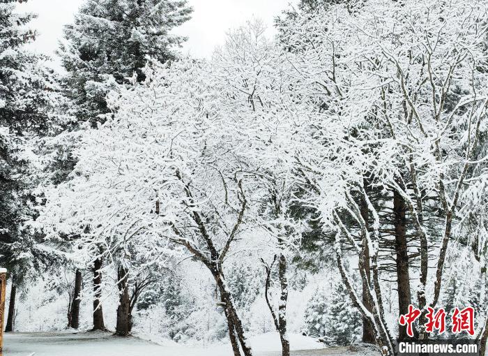 大熊貓國家公園王朗片區(qū)春雪如畫，宛若仙境。　羅春平 攝