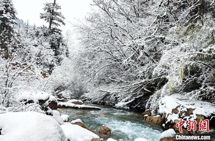 大熊貓國家公園王朗片區(qū)春雪如畫，宛若仙境?！×_春平 攝
