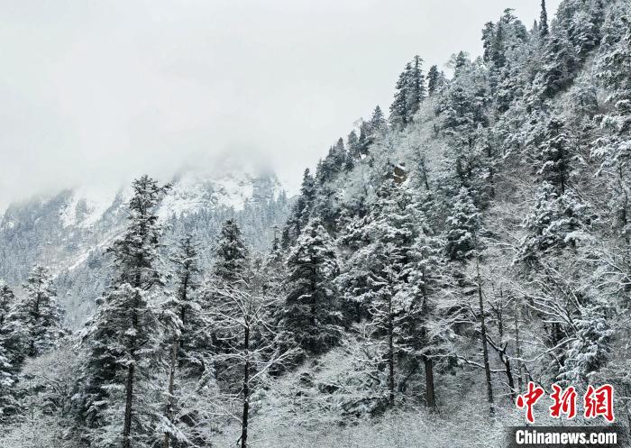 大熊貓國家公園王朗片區(qū)春雪如畫，宛若仙境?！×_春平 攝