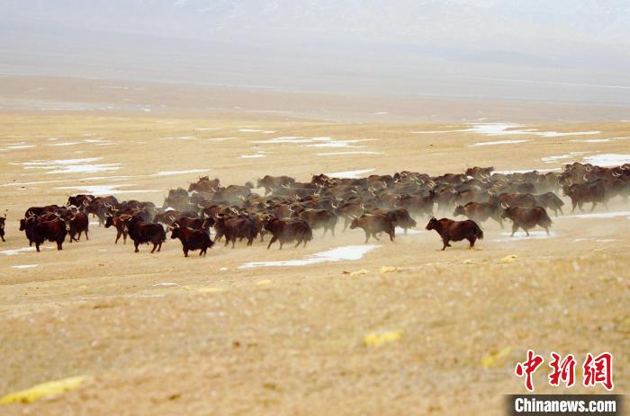圖為青海省治多縣索加鄉(xiāng)的牛群。(資料圖) 治多縣委宣傳部 供圖