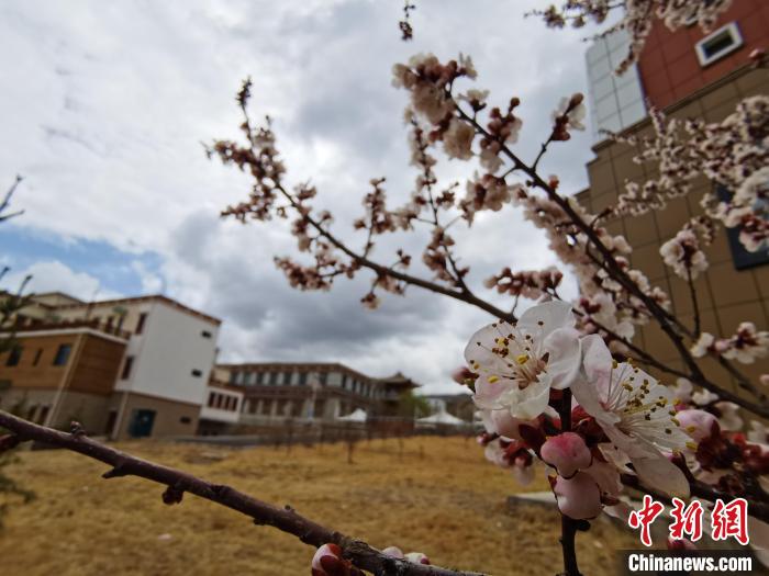 青海：初春遇降雪，百里不同“風(fēng)”