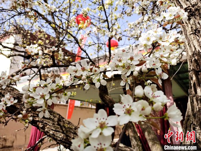 青海尖扎噶達(dá)莊園：百年“后花園”梨花盛開(kāi)，舉目皆春色