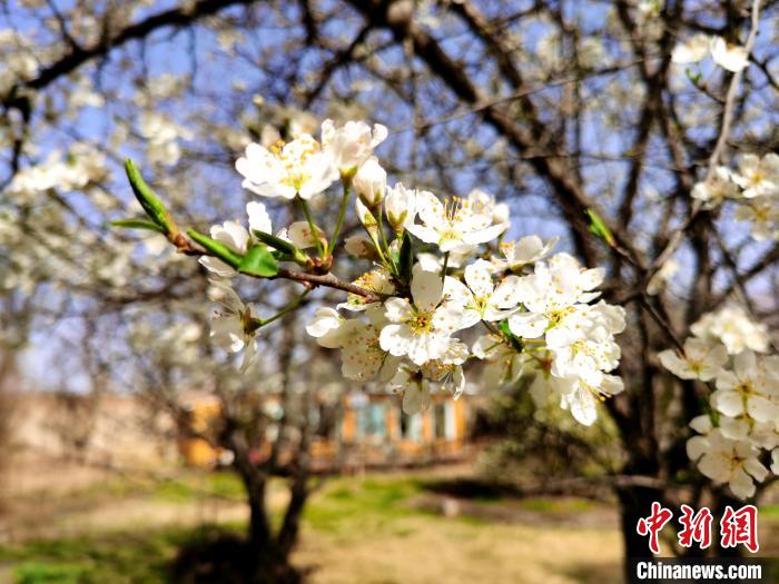 圖為梨花?！?zhí)砀?攝