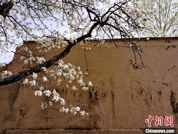 圖為一面土墻旁邊的梨花。　張?zhí)砀?攝