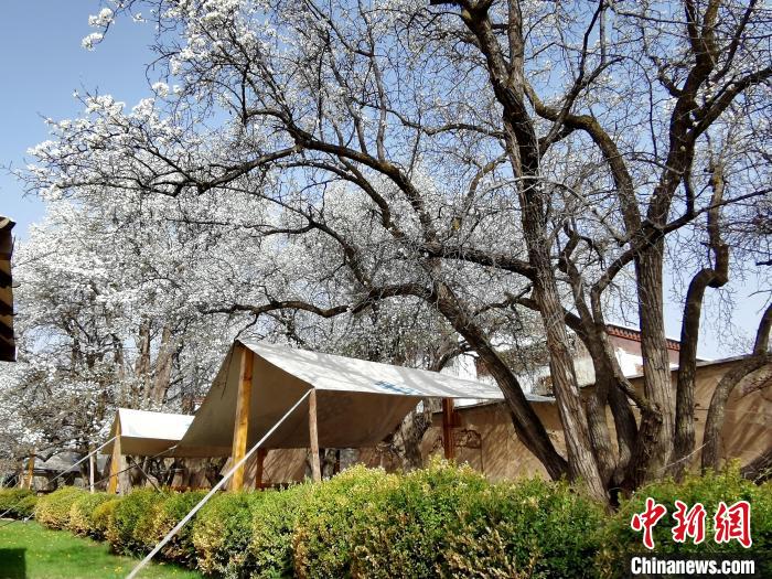 圖為尖扎噶達(dá)莊園內(nèi)的梨花?！?zhí)砀?攝