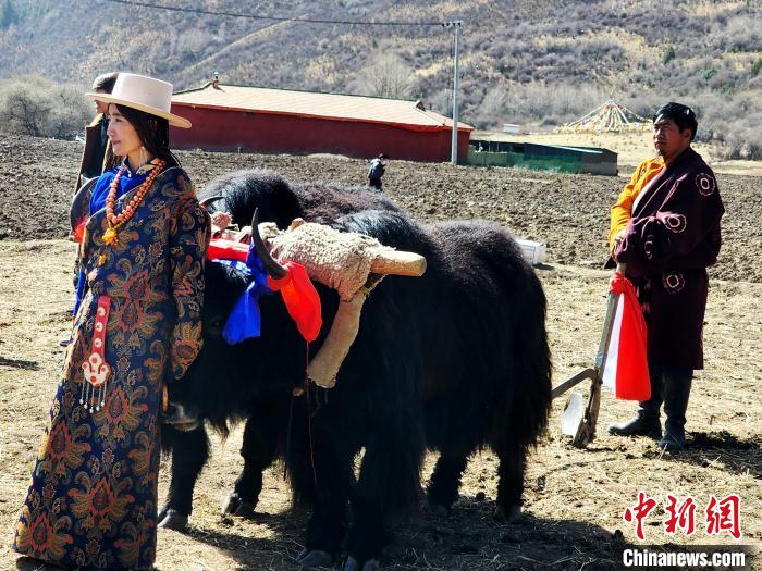 圖為藏族民眾牽著耕牛參加春耕儀式?！⊥觖惿?供圖