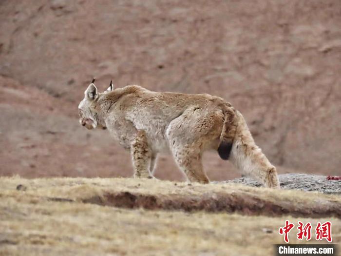 圖為三江源國(guó)家公園長(zhǎng)江源園區(qū)內(nèi)的野生猞猁?！「窦?攝
