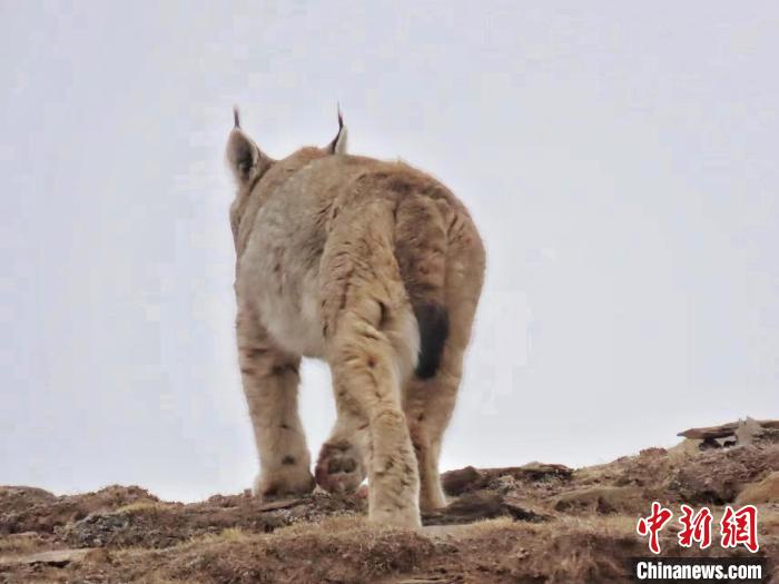 圖為三江源國(guó)家公園長(zhǎng)江源園區(qū)內(nèi)的野生猞猁?！「窦?攝