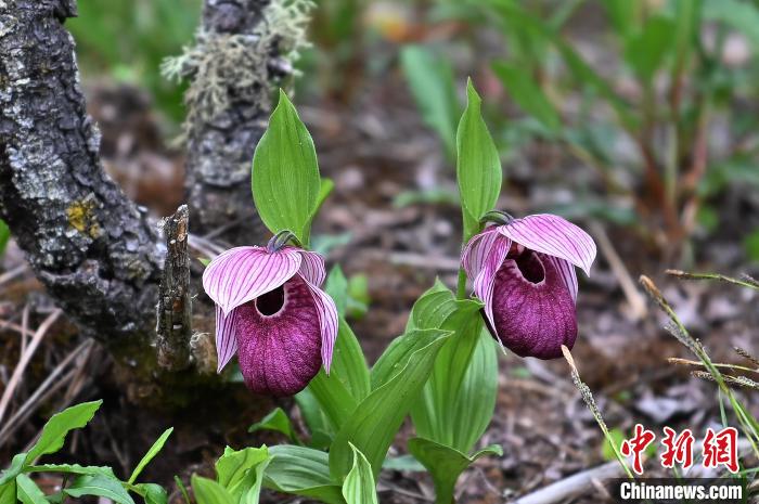 黃龍景區(qū)高山蘭花盛開?！“苍?攝