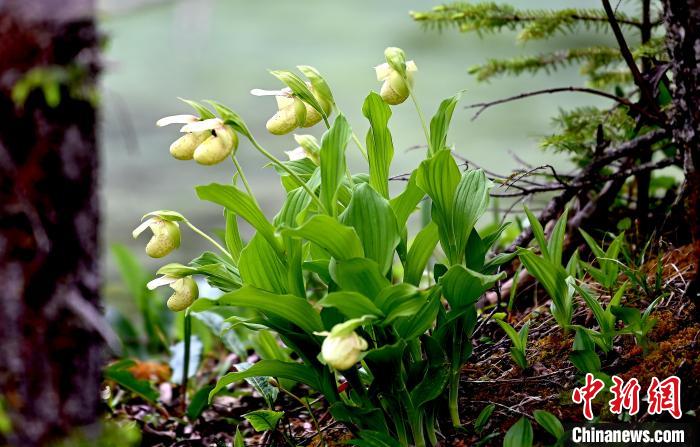黃龍景區(qū)高山蘭花盛開。　安源 攝