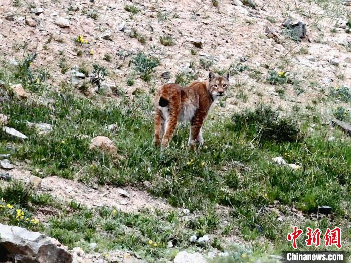 圖為猞猁回眸。　向文軍 攝