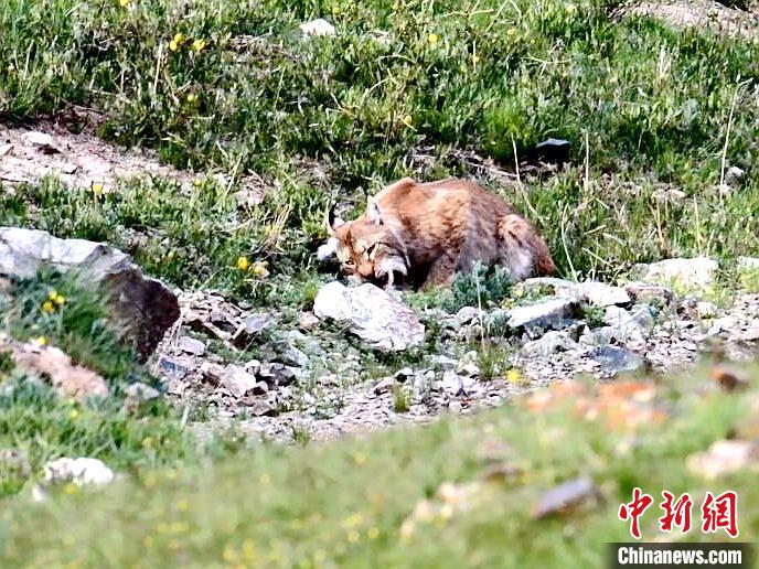圖為猞猁正在進(jìn)食?！∠蛭能?攝