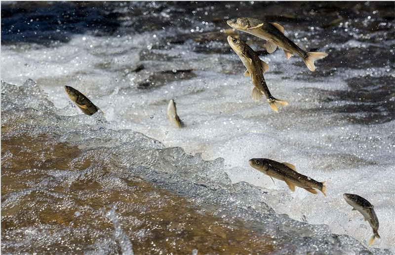 湟魚洄游。才旦桑吾攝