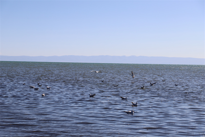 青海湖北岸仙女灣。才旦桑吾攝