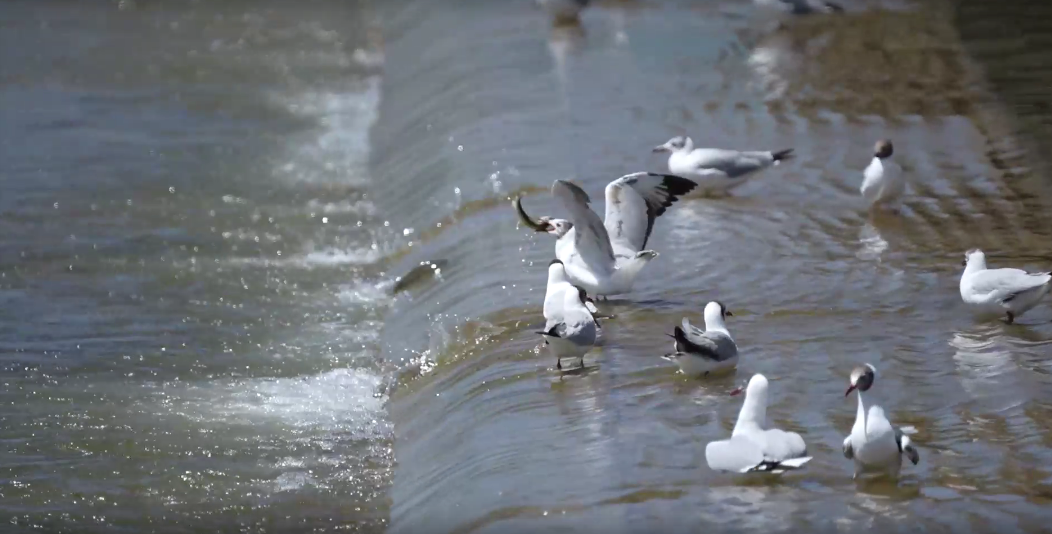 湟魚洄游奇觀。包雷攝