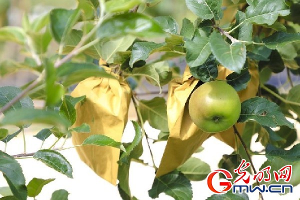 我們的家園｜小蘋果帶動大產(chǎn)業(yè)，帶你看看這座阿壩州小村的鄉(xiāng)村振興新模式