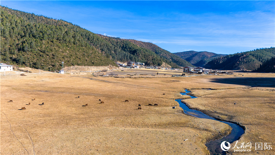 香格里拉國(guó)家公園內(nèi)的高山草甸。人民網(wǎng)記者 虎遵會(huì)攝