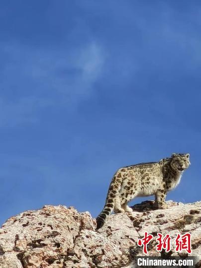 雪豹“巡山”!黃河源頭生態(tài)管護(hù)員近距離偶遇雪豹