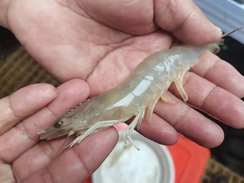 康定市魚通鎮(zhèn)趕羊村培育成功的蝦。受訪者供圖