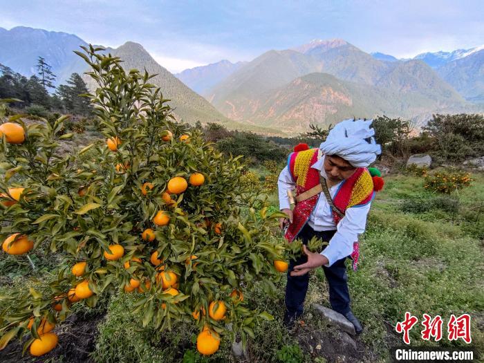 林芝下察隅鎮(zhèn)京都村101畝耙耙柑豐收。　江飛波 攝