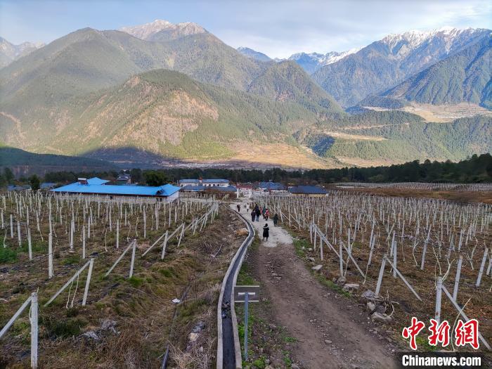 西藏林芝下察隅鎮(zhèn)的獼猴桃種植園?！〗w波 攝