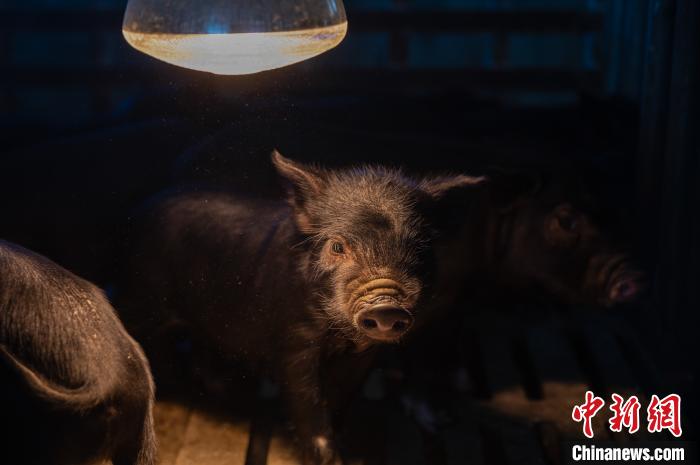 圖為藏豬被稱為“高原之珍”，以口感佳、營養(yǎng)價值高而聞名?！『闻罾?攝