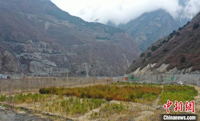 【幸?；ㄩ_(kāi)新邊疆】山南隆子縣藏族小伙的“綠色夢(mèng)想”
