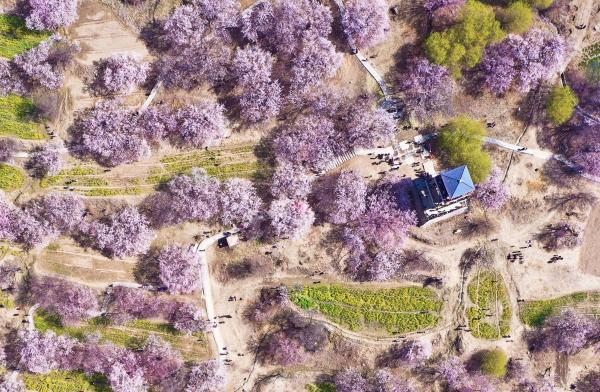 世外桃源！一組圖告訴你，西藏林芝桃花能有多美