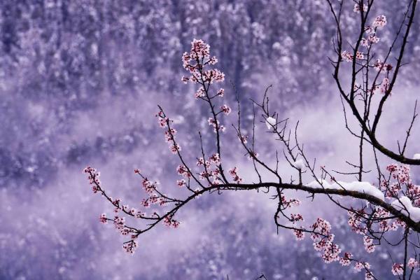 世外桃源！一組圖告訴你，西藏林芝桃花能有多美