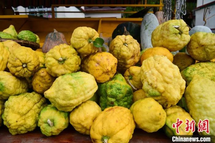 墨脫大檸檬，學(xué)名香櫞，和檸檬均為蕓香科植物。(<a target='_blank' href='/'><p  align=