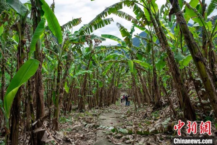 墨脫公路沿線的芭蕉林。