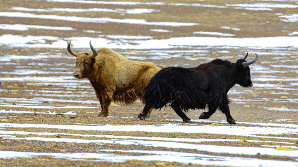 野牦牛。金阿次仁攝