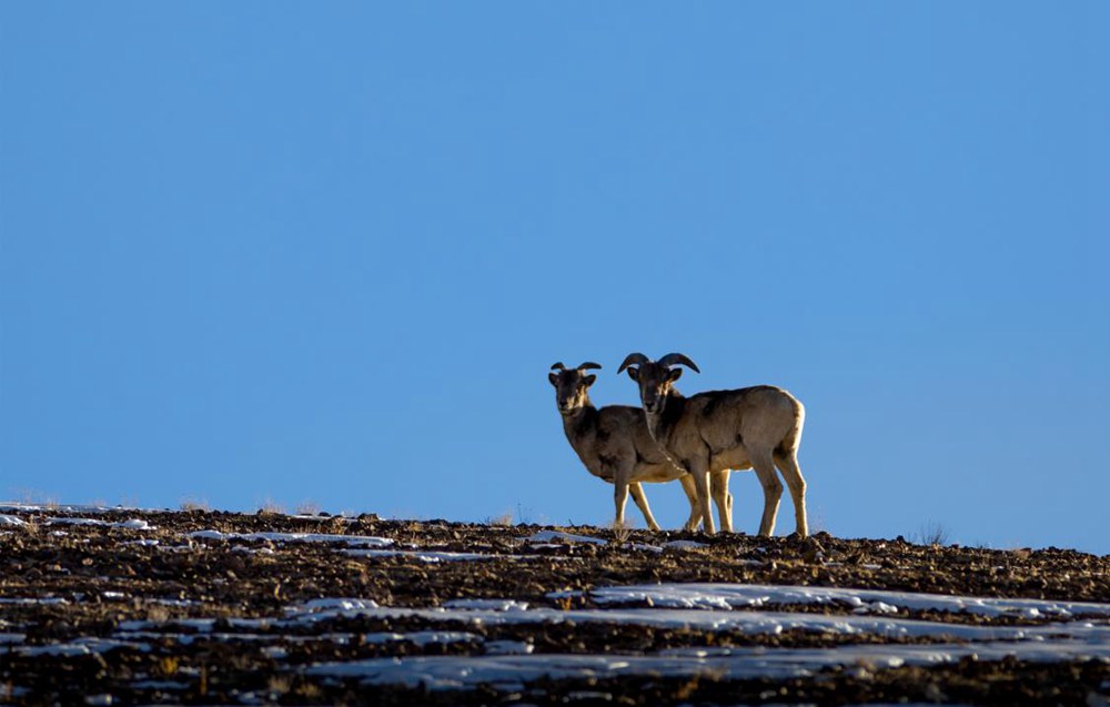 盤羊。金阿次仁攝