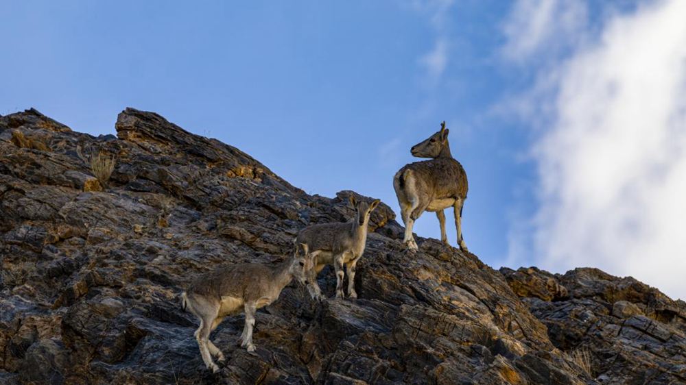 巖羊。金阿次仁攝