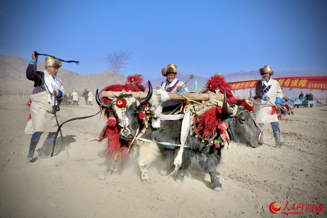 在過去漫長的歲月里，牦牛是農(nóng)耕的主力，“二牛抬杠”代表了一個(gè)時(shí)代。人民網(wǎng) 次仁羅布攝