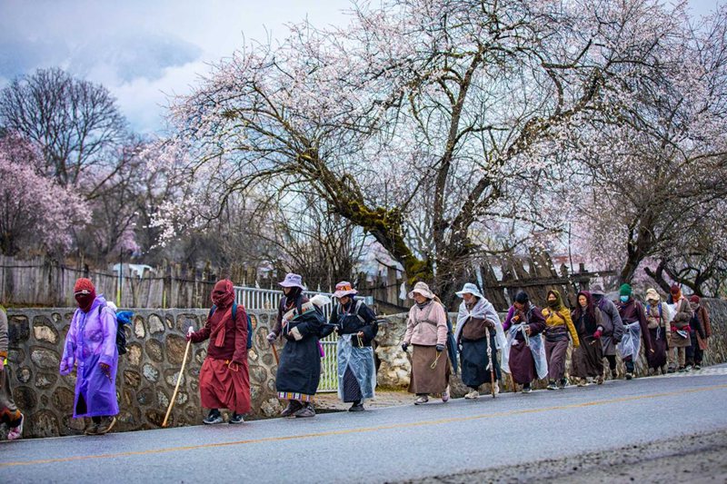 下雨了，漫步在桃花下的村民。張靜攝