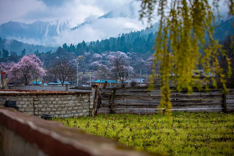 桃花深處的村莊。張靜攝