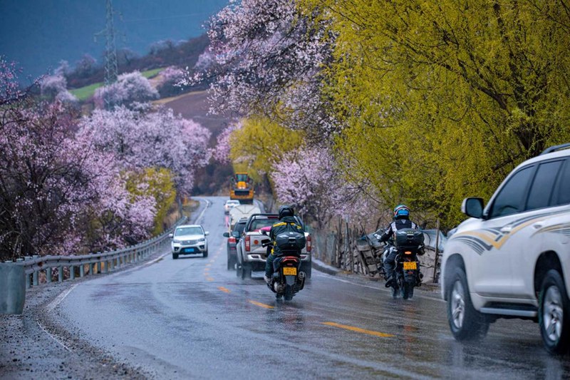 桃花林。張靜攝