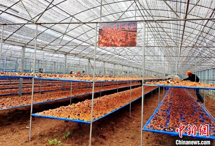 圖為紅太陽科技示范家庭農(nóng)場采收的靈芝?！∑酱胪喙﹫D