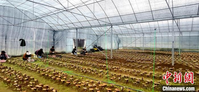 圖為紅太陽科技示范家庭農(nóng)場組織民眾采收靈芝?！∑酱胪喙﹫D