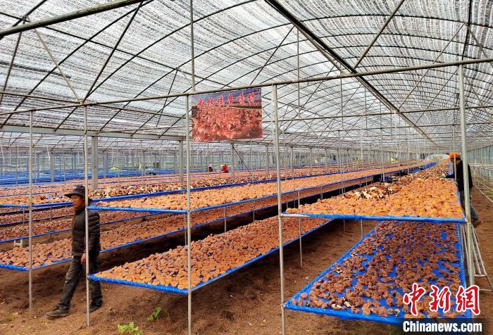 圖為紅太陽科技示范家庭農(nóng)場采收的靈芝?！∑酱胪喙﹫D