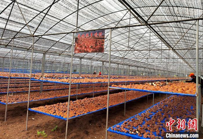 圖為紅太陽科技示范家庭農(nóng)場采收的靈芝?！∑酱胪喙﹫D