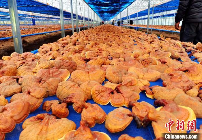 圖為紅太陽科技示范家庭農(nóng)場采收的靈芝?！∑酱胪喙﹫D