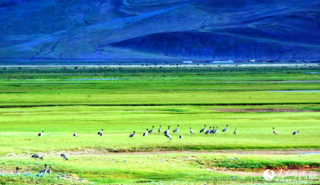 這個季節(jié)正是黑頸鶴繁殖季。人民網(wǎng) 李海霞攝