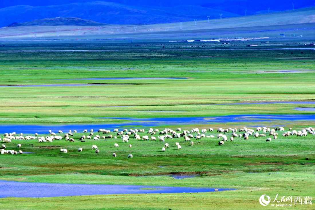 水草豐美的草原，牛羊悠閑覓食。人民網(wǎng) 李海霞攝