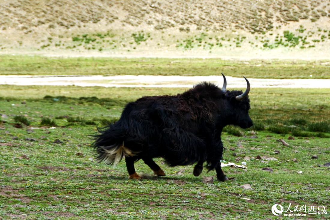 牦牛在草原撒歡兒。人民網(wǎng) 李海霞攝