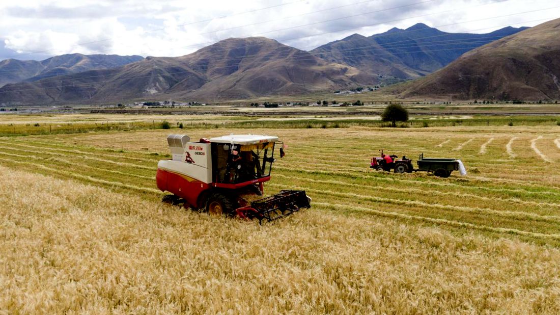 抗疫情、保秋收。洛克攝