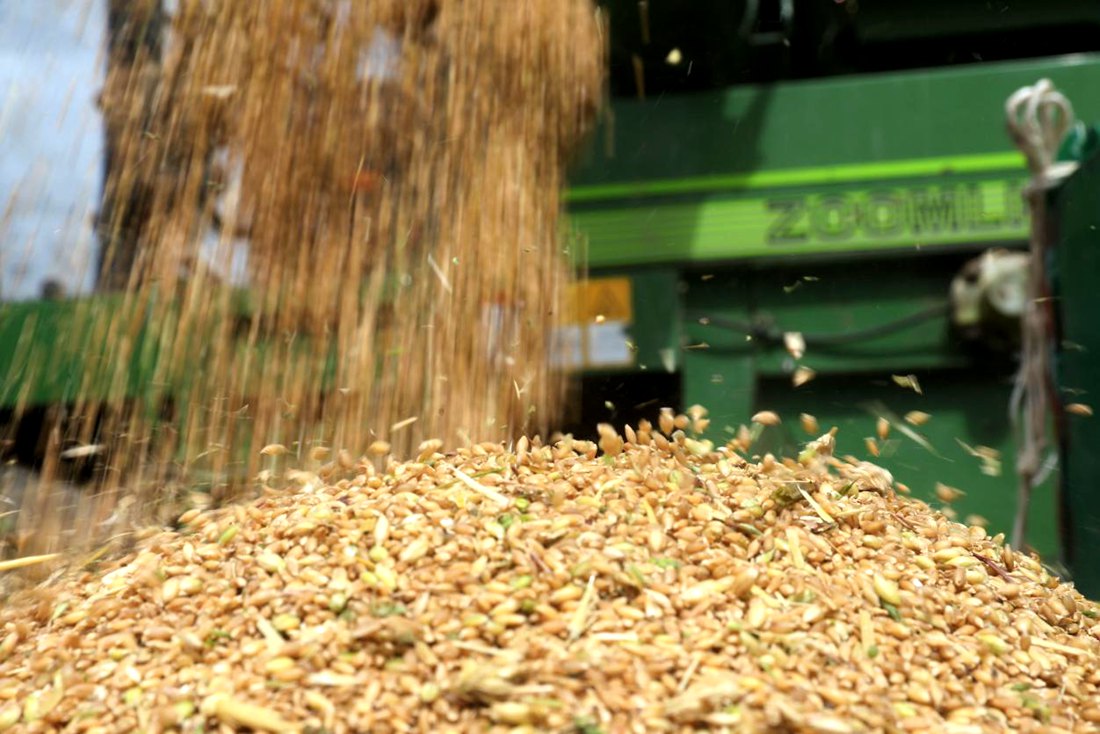 承載著希望的青稞，顆粒歸倉。洛克攝