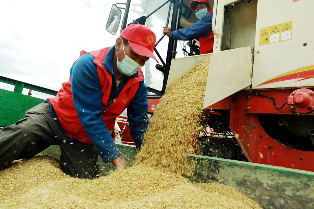 疫情之下，志愿者是田間最美的風(fēng)景。洛克攝