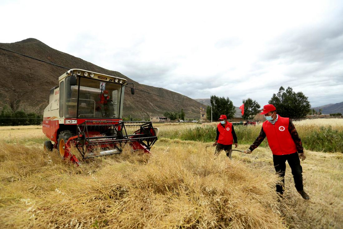 陣陣機(jī)械的轟鳴聲傳來豐收的喜悅。洛克攝